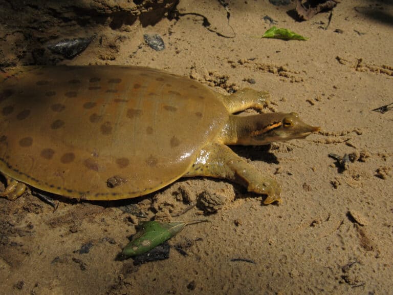 8 Amazing Turtles in Louisiana - A-Z Animals