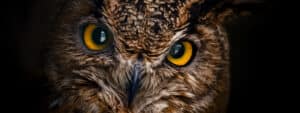 Owl Spirit Animal Symbolism & Meaning Picture