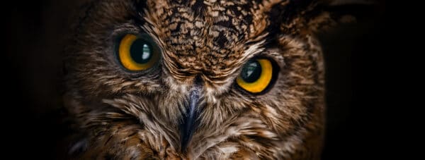 Owl Spirit Animal Symbolism & Meaning - A-Z Animals