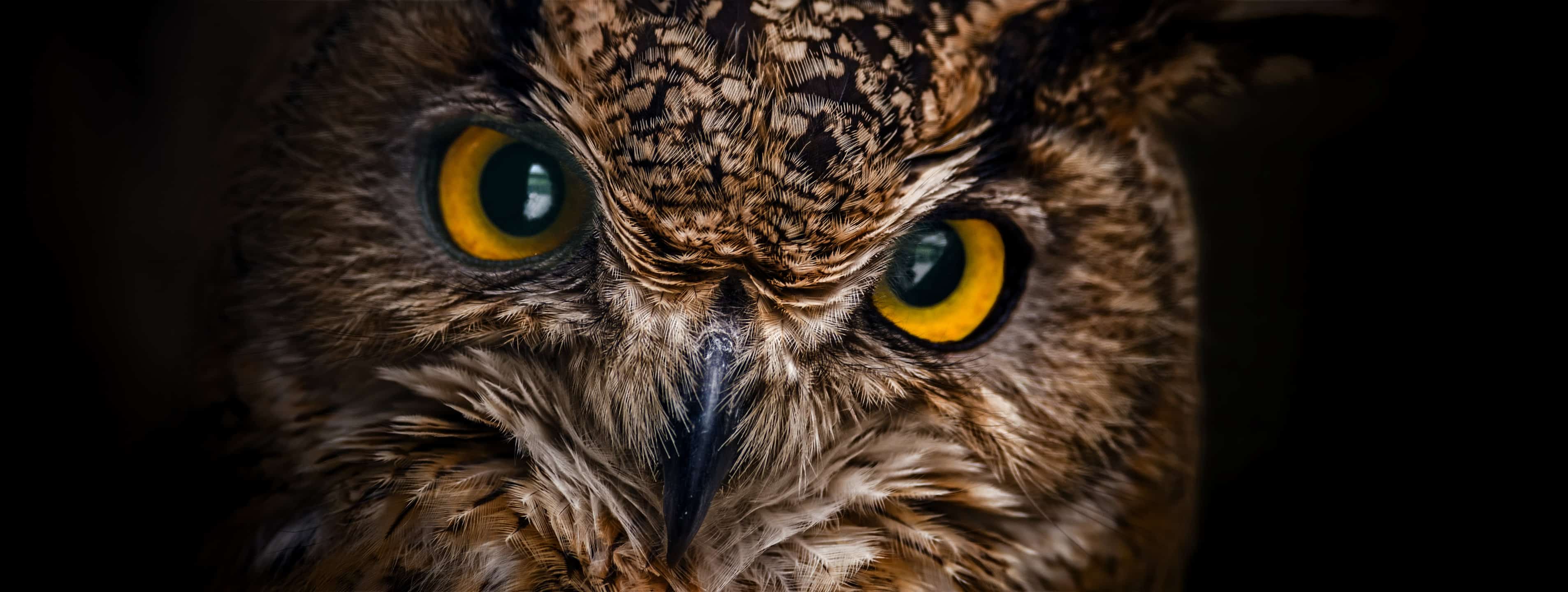 Owl Spirit Animal Symbolism & Meaning - AZ Animals
