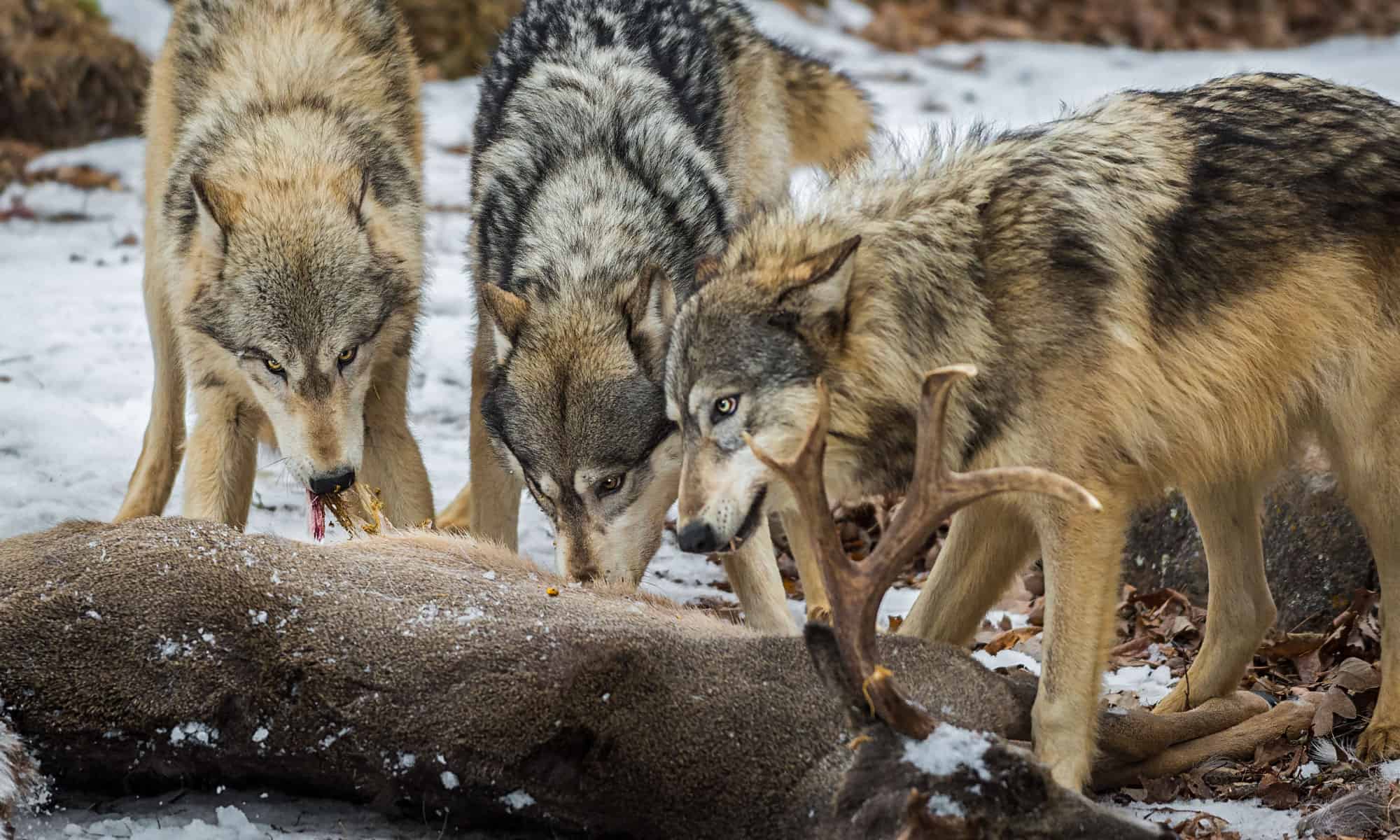 Wolf Poop: Everything You've Ever Wanted to Know - A-Z Animals