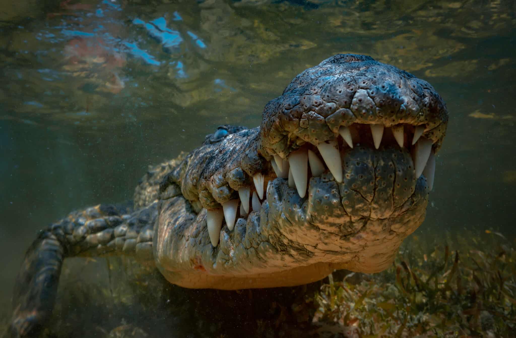 Discover 'Dominator': The World's Largest Crocodile, Matching the Size ...