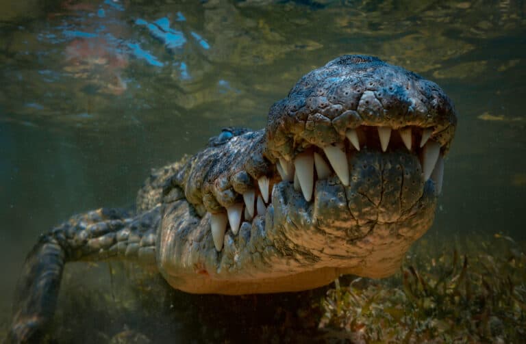 Discover ‘Dominator’: The World’s Largest Crocodile, Matching the Size ...