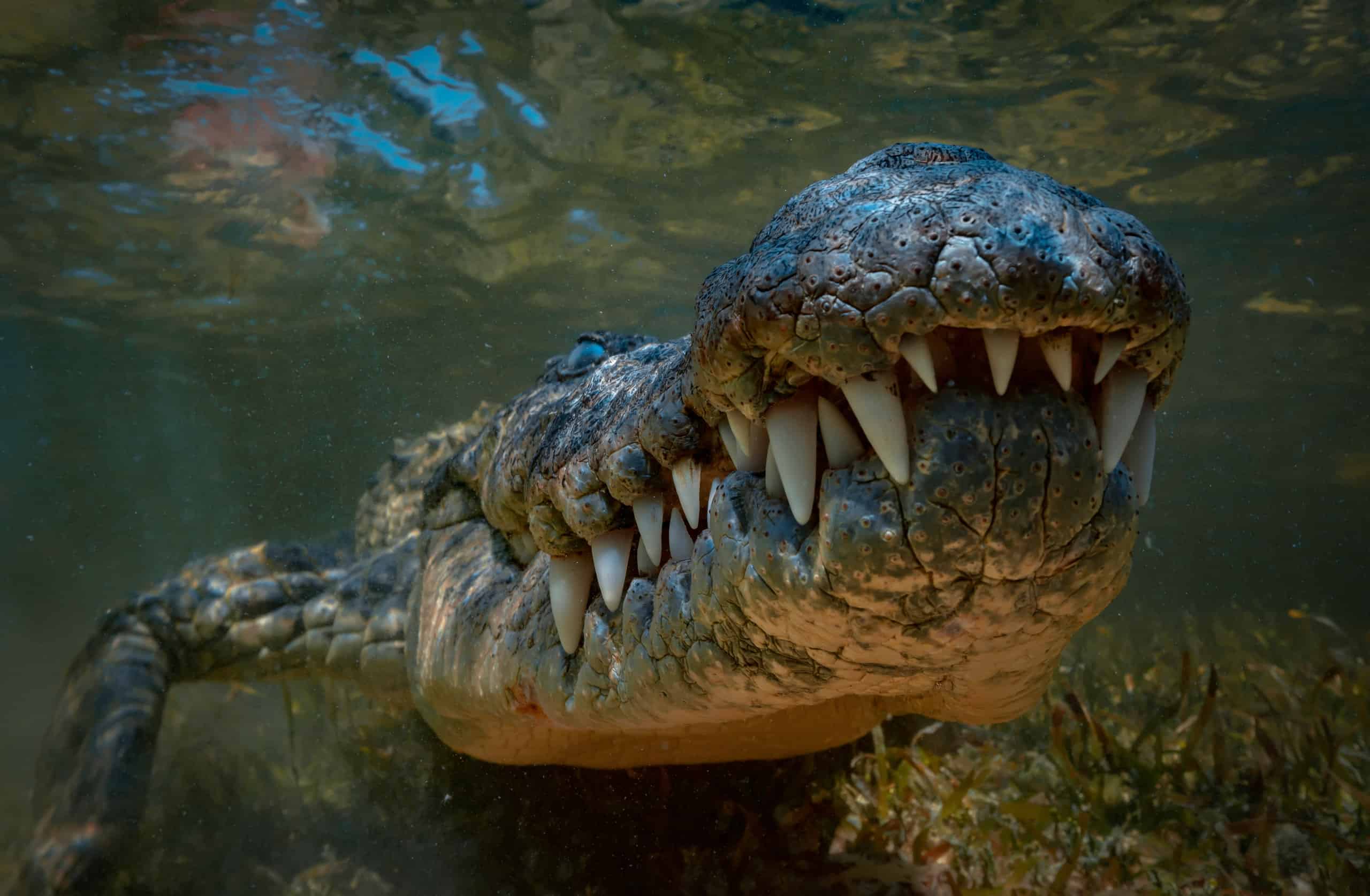 Крокодил самый опасный хищник. Челюсть крокодила.