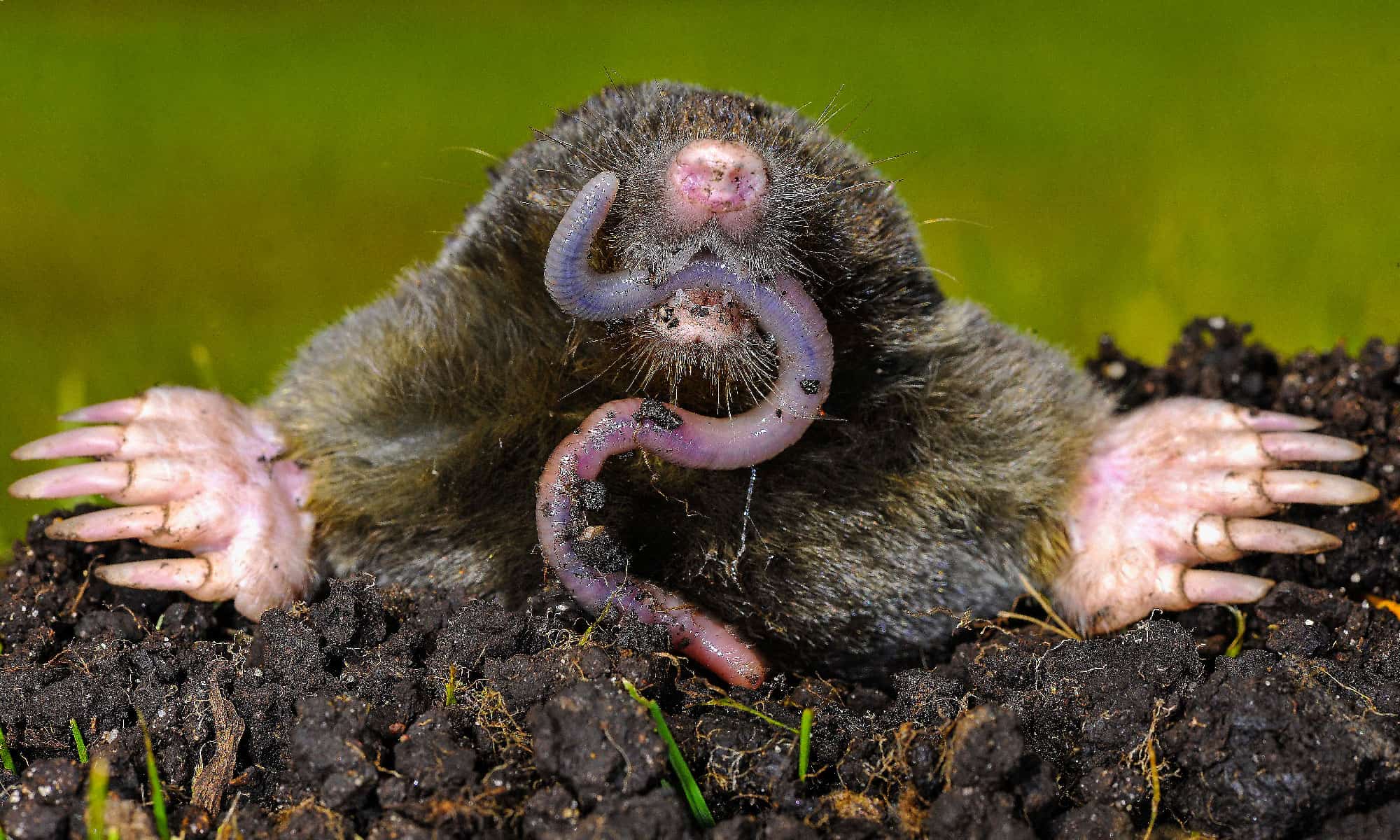 Mole Animal Facts | Talpidae - AZ Animals