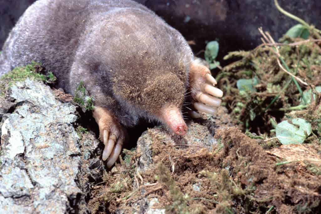 moles digging holes