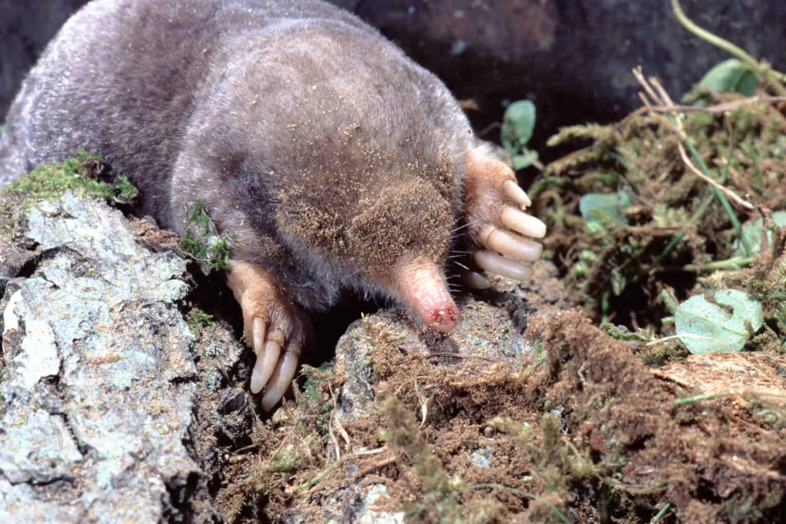 are moles nocturnal animals