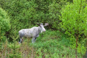 Impossibly Rare White Moose Looks Straight Out of Lord of the Rings Picture