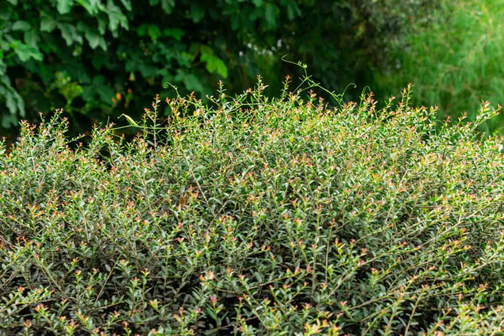 Dwarf yaupon holly