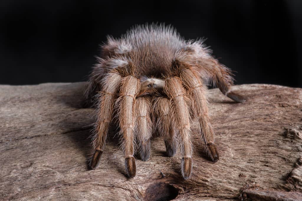 Male tarantulas migrate every year in seach of females