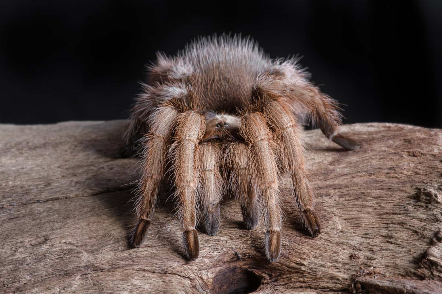 The Annual Tarantula Migration Is Starting In Colorado A Z Animals   Shutterstock 1172665870 1536x1024 