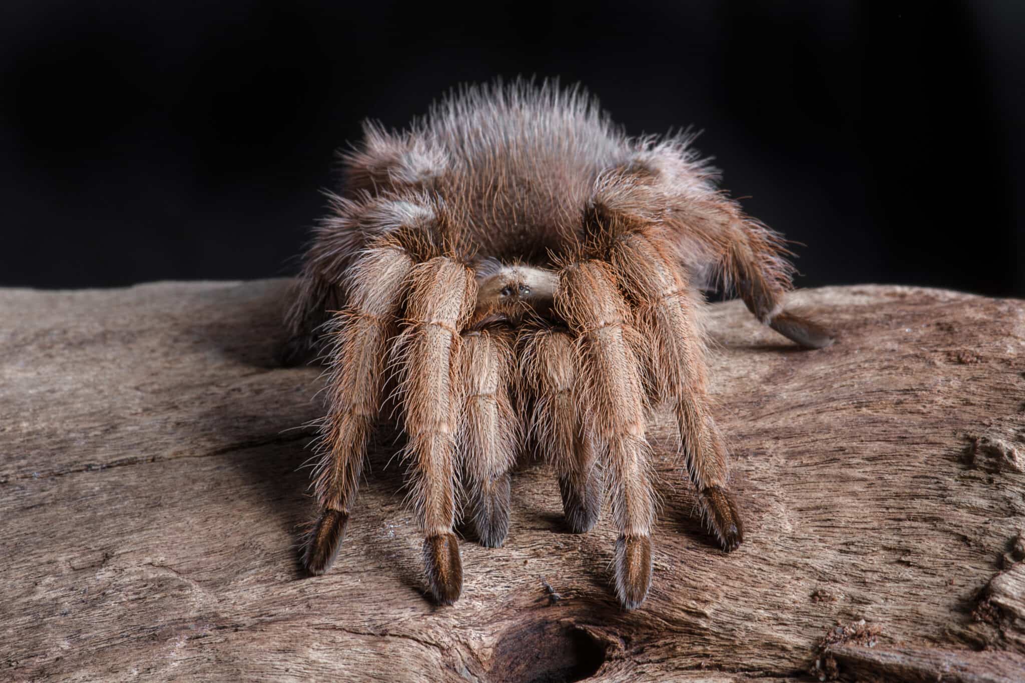 The Annual Tarantula Migration Is Starting In Colorado AZ Animals