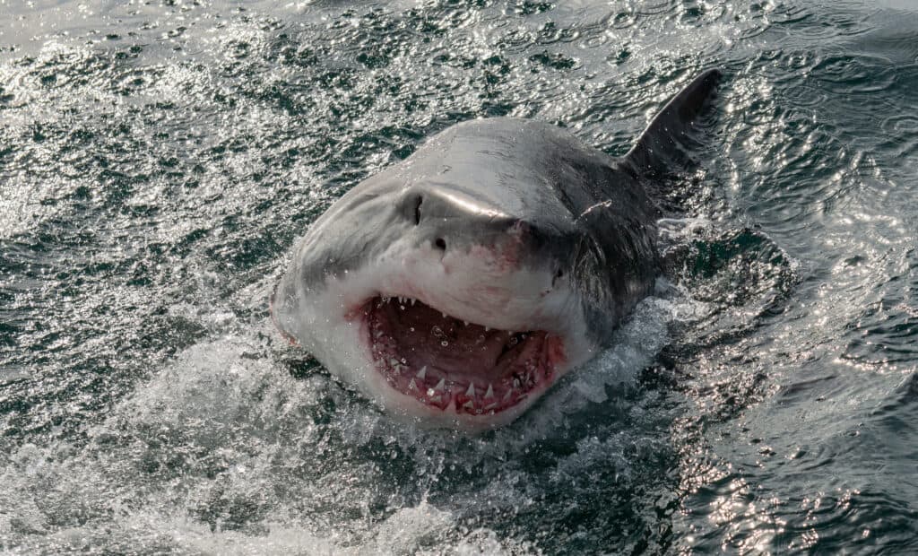 Watch a Man Barely Escape the Jaws of a Great White Shark in Heart ...