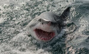 Watch This Titanic-Sized Great White Shark Attack a Boat Like Its a Rubber Chew Toy Picture