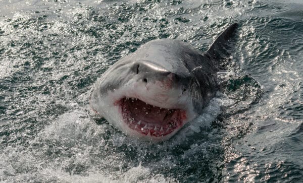 1,500 LB Great White Shark Appears in the Outer Banks as Summer