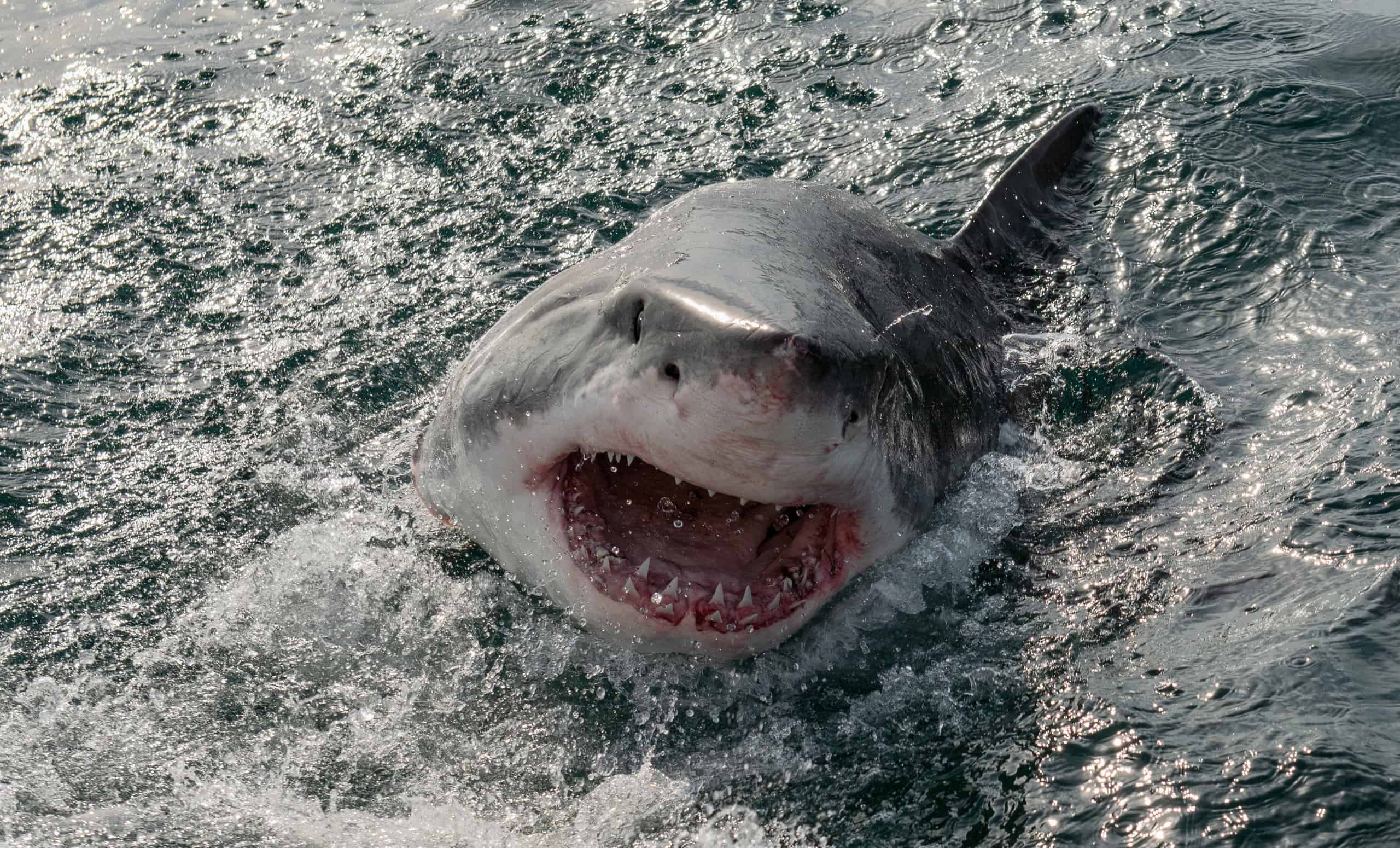 1,500 LB Great White Shark Appears In the Outer Banks As Summer