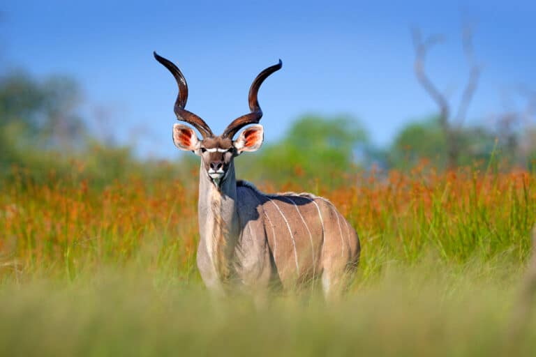 Antelope Animal Facts A Z Animals