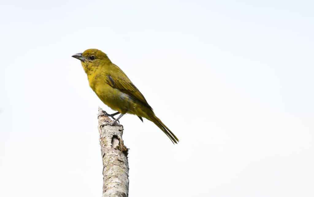 Female hepatic tanager perched on a tree stump on a white background