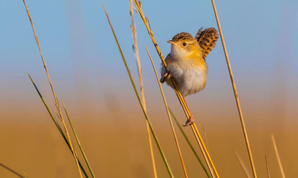 Sedge Wren