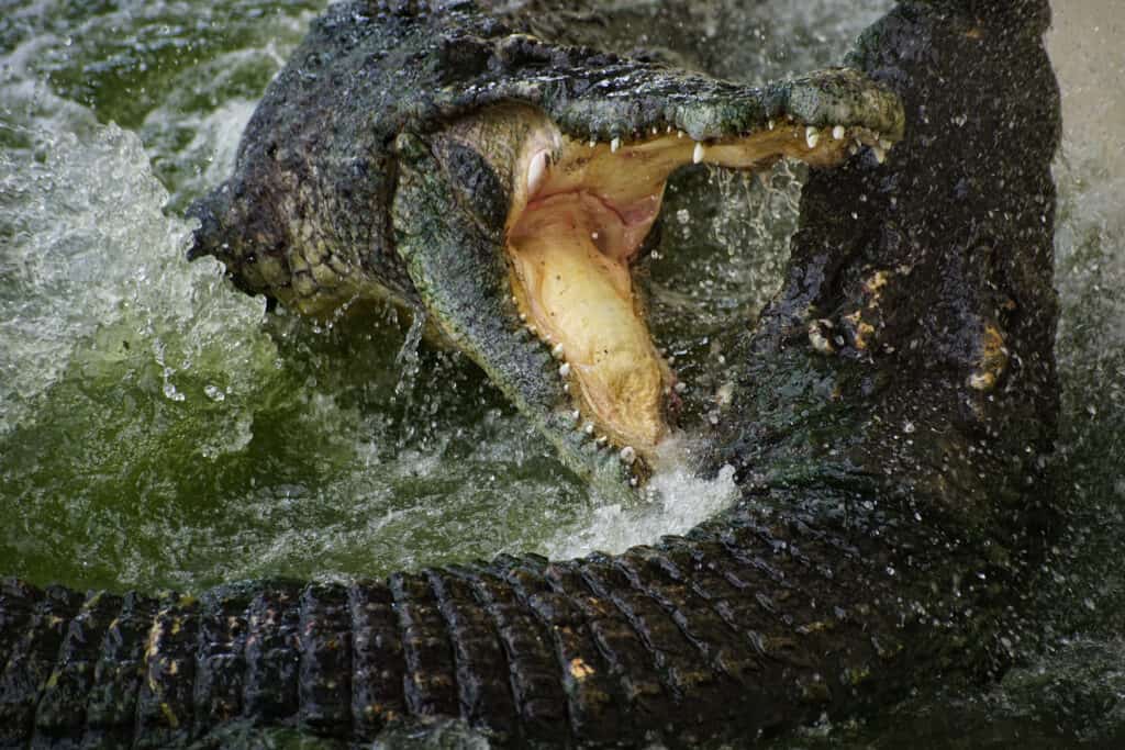 Crocodile exposing its teeth