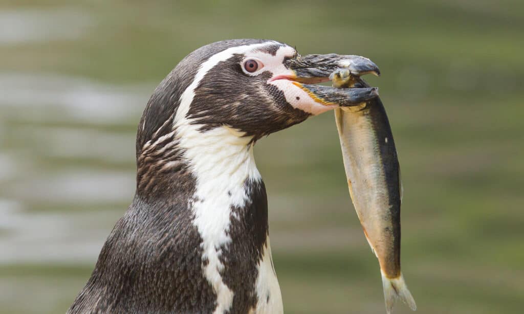 Penguin is eating