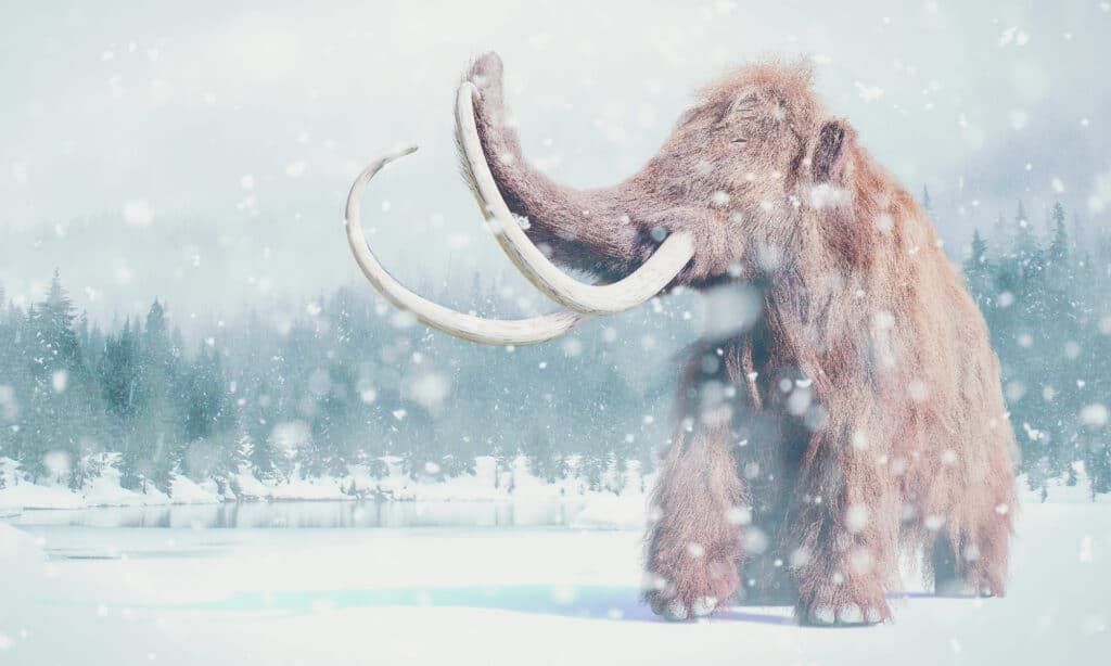 when did woolly mammoths go extinct - the last woolly mammoths lived 3,700 years ago
