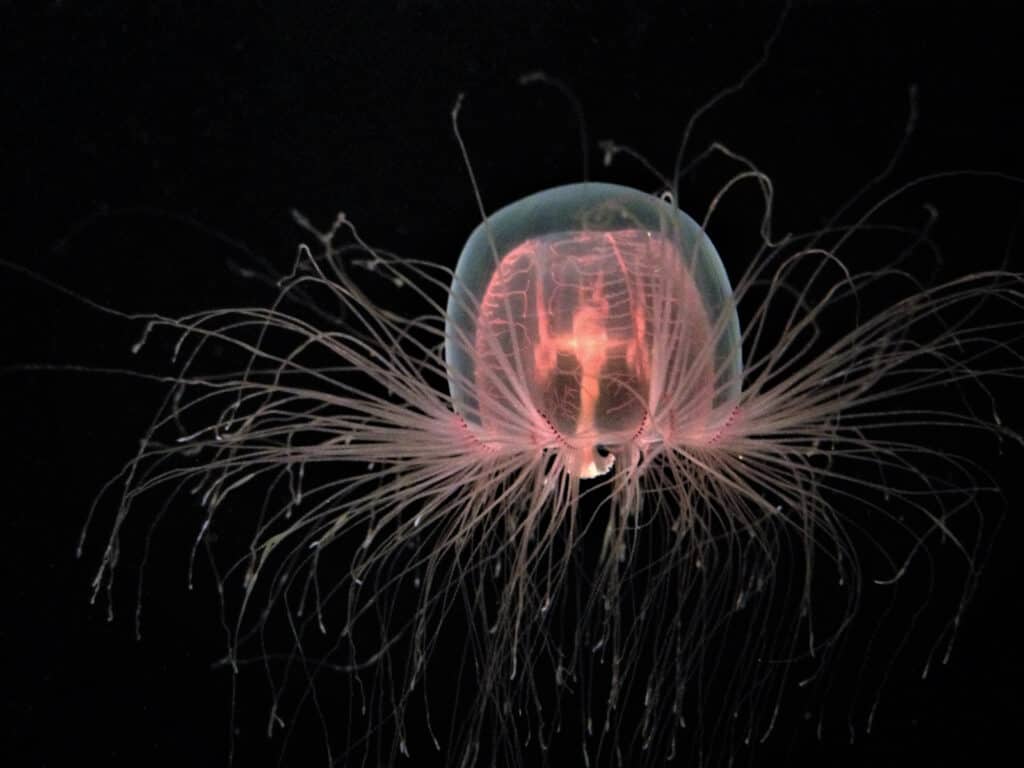 Immortal jellyfish live throughout the world's tropical oceans 