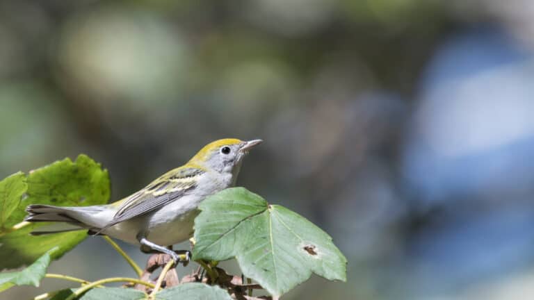A juvenile chestnut-sided warbler perched on a branch next to a green maple leaf