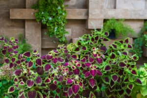 When to Plant Coleus by Zone Picture