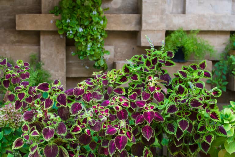 Coleusplant with green and purple leaves in front of a wood fence