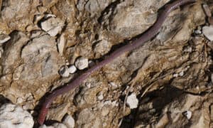 Microchaetus Rappi Largest Earthworm in the World - A-Z Animals