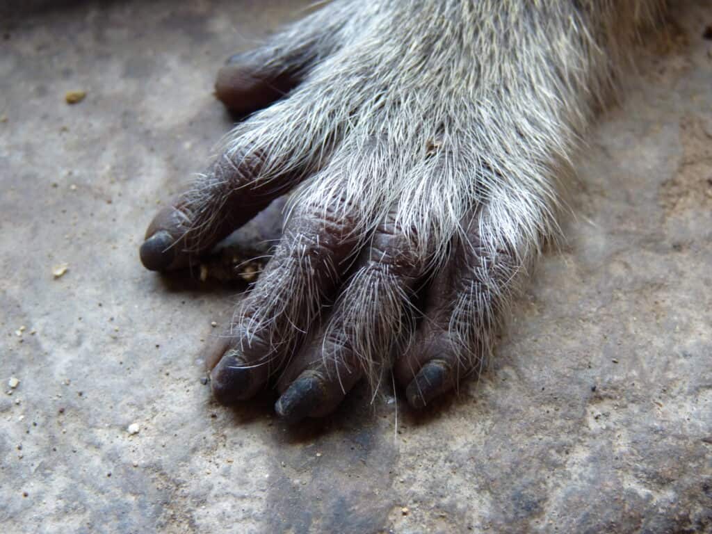 A monkey hand touching a stone floor