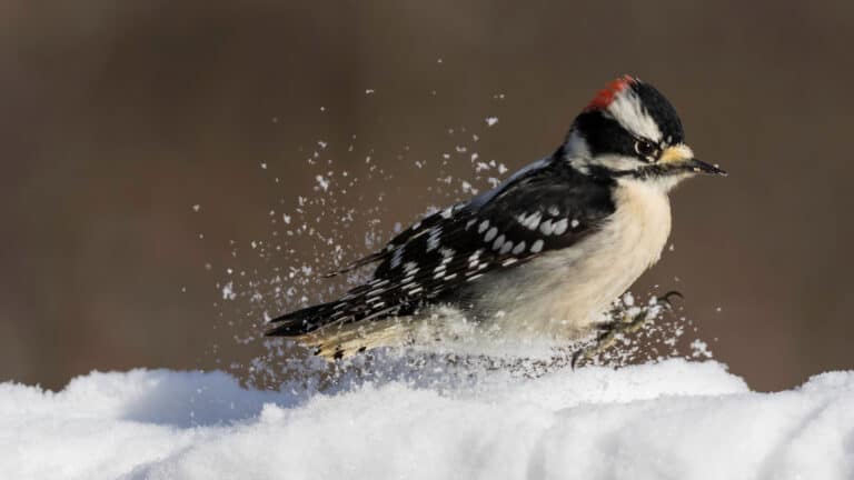 A hairy woodpecker in the snow