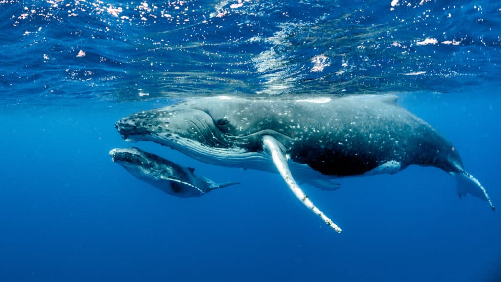 humpback whale and her newborn calve swim together off the shore of Hawaii.