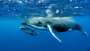 Whale Gestation Period: How Long Are Whales Pregnant? photo