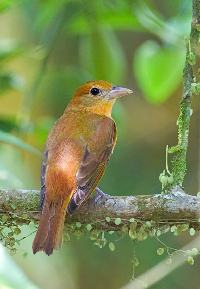 A juvenile summer tanager perched on a branch
