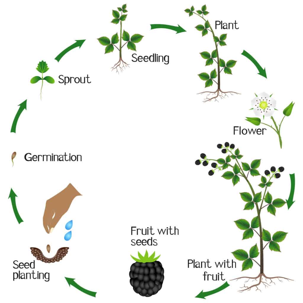 Two Year Life Cycle Blackberry Plant Stock Vector (Royalty, 48% OFF