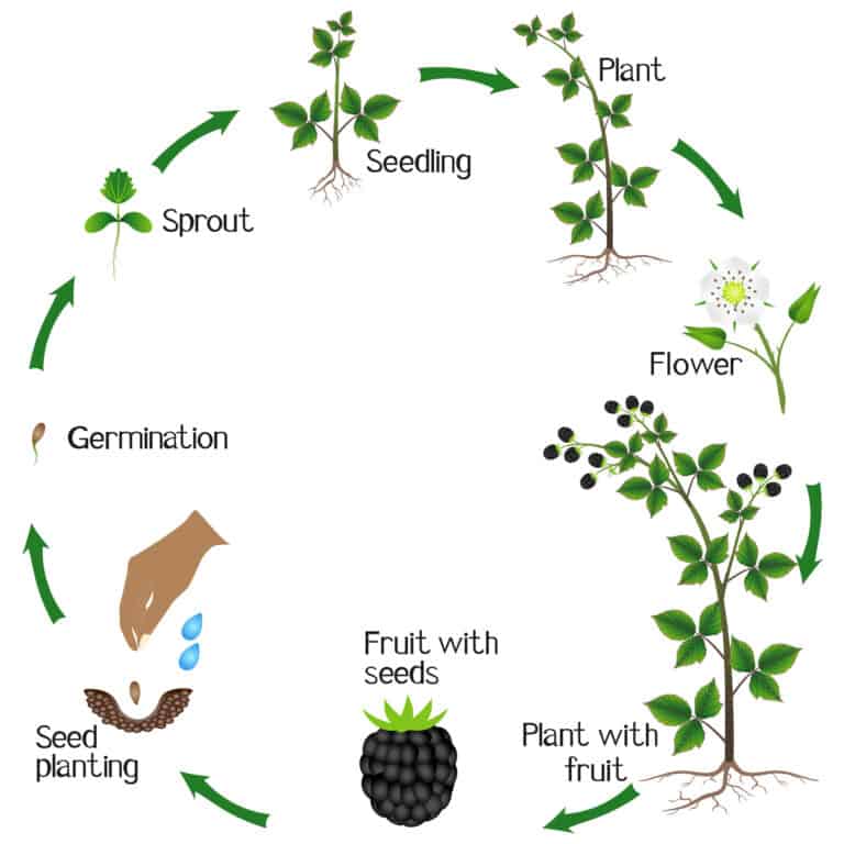 Blackberry Seeds: How to Grow Your Own Berry Bramble - A-Z Animals