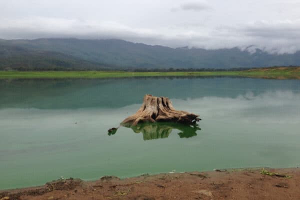 little part of a tree over the lake in Valencia, Venezuela