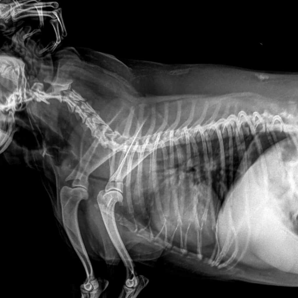 dog with collapsed trachea