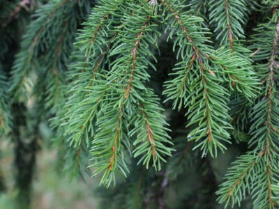 A Norway Spruce vs. Blue Spruce: What’s the Difference?