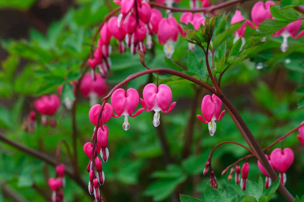 Dicentra 'Stuart Boothman'