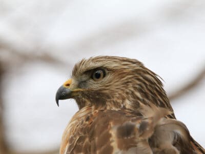 A Sharp-Shinned Hawk