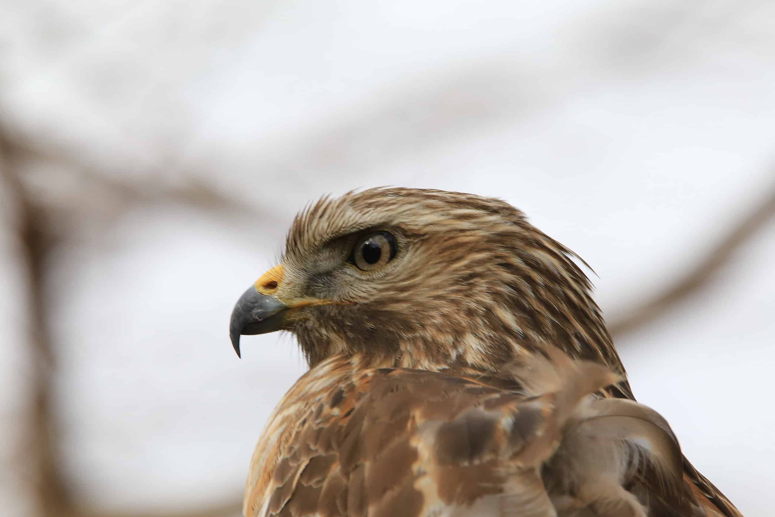 Closeup profile of a sharp-shinned hawk against a blurred background