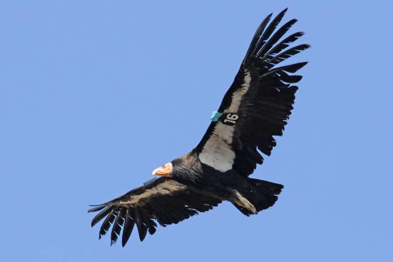 California condor flying against a cloudless blue sky