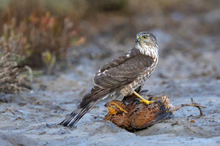 Young sharp-shinned hawk standing on freshly killed bobwhite quail