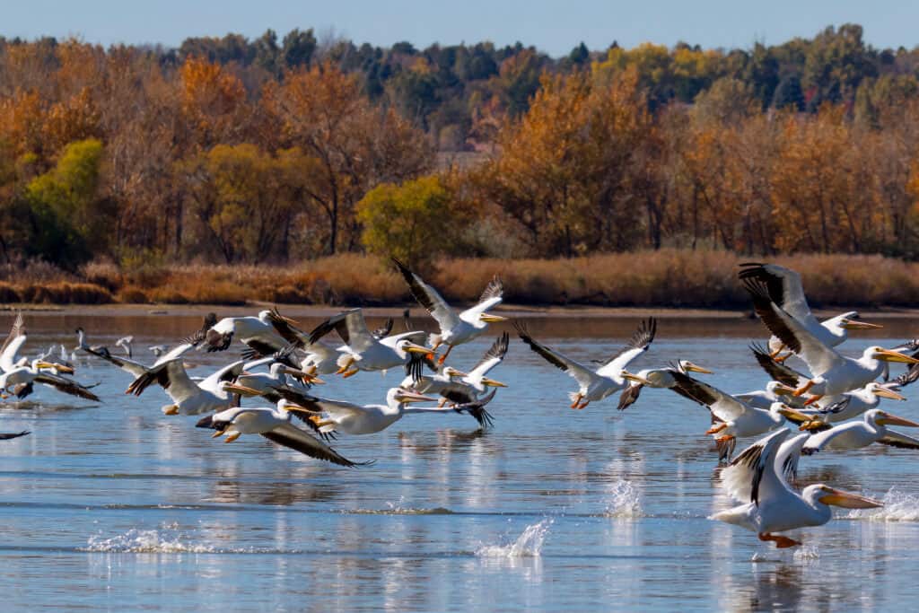 American White Pelican near Yaquina Lighthouse