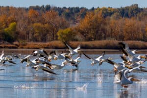 North Dakota’s 6 Best Bird Watching Spots This Summer Picture