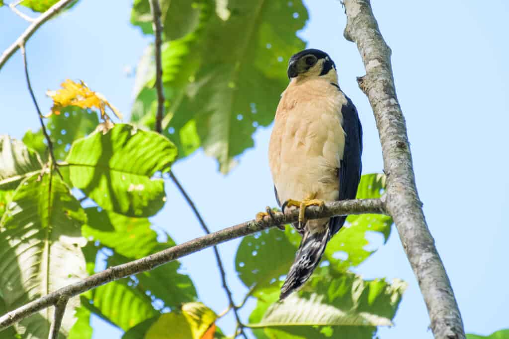 Collared forest falcon