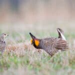 Greater Prairie-Chicken